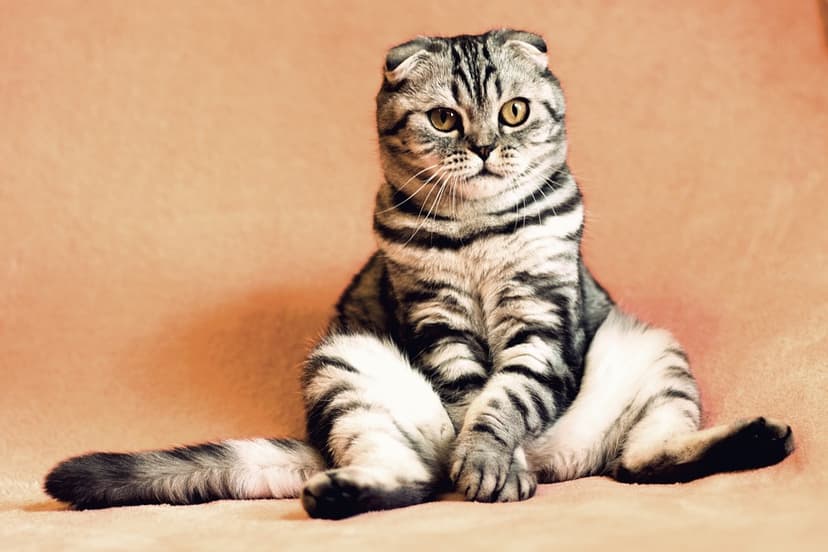 かわいい猫