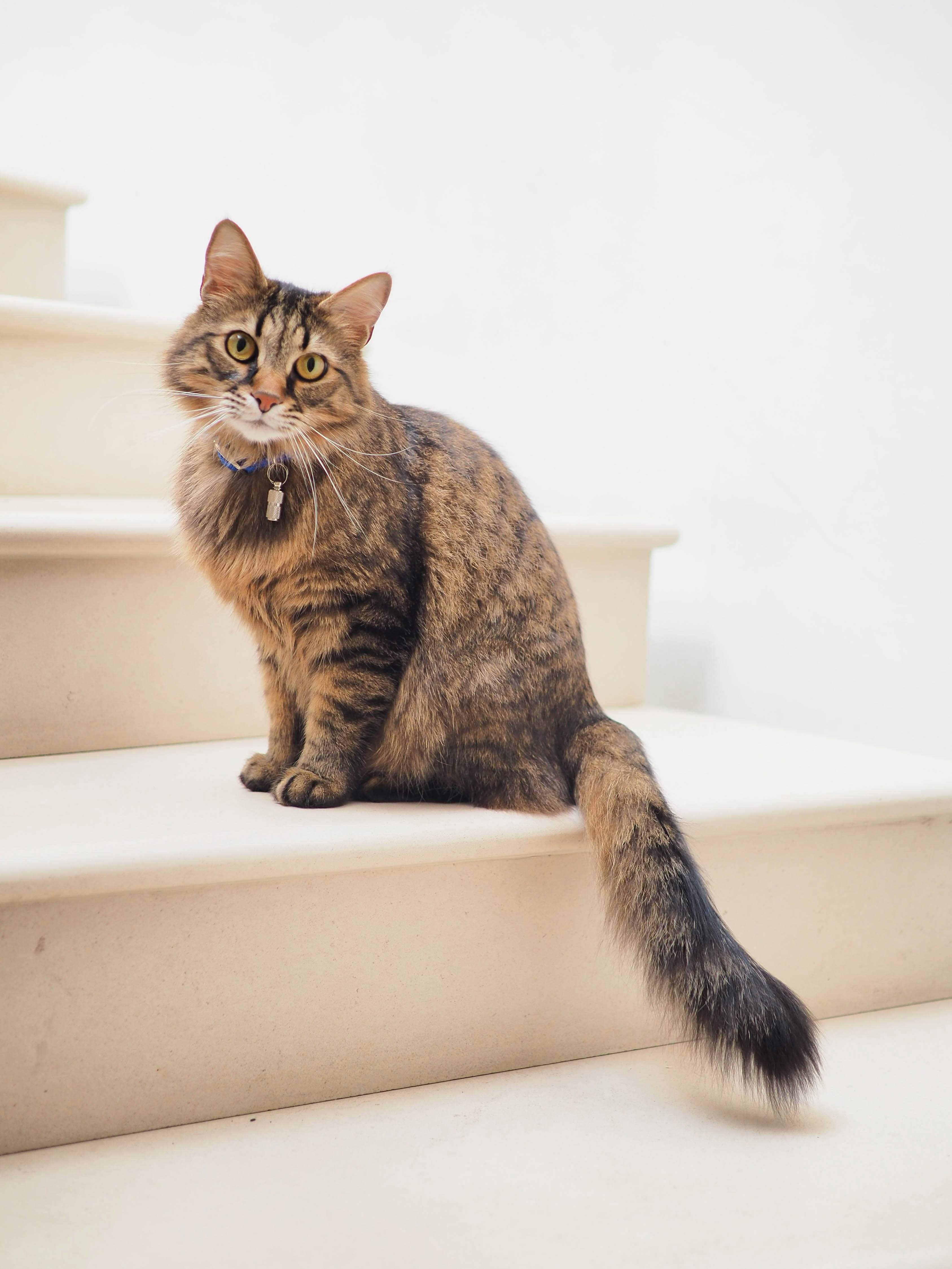 猫カフェで守りたい5つのマナー