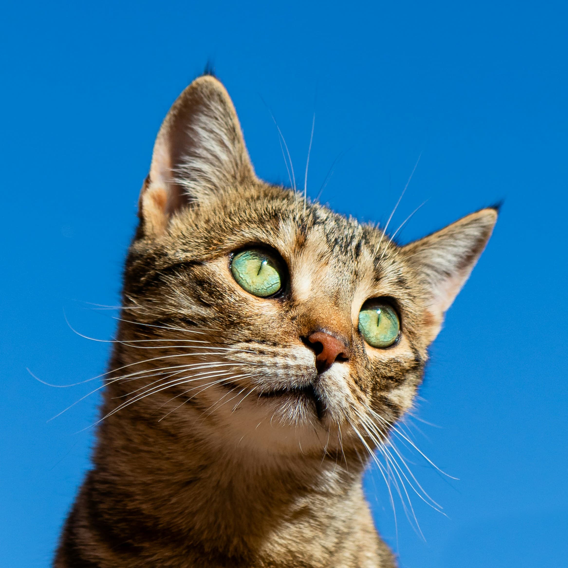 猫カフェでの上手な写真の撮り方